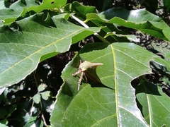 Umbonia spinosa