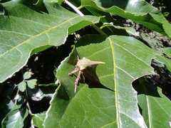 Umbonia spinosa