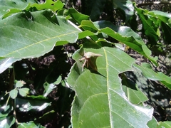 Umbonia spinosa