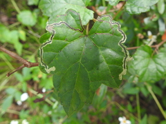 Phyllocnistis vitifoliella image