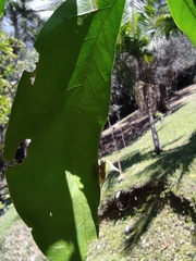 Umbonia spinosa