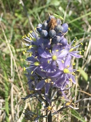 Camassia scilloides