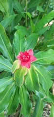 Angiospermae