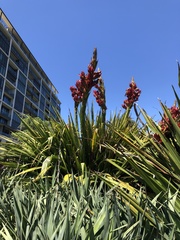 Doryanthes