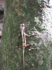Anolis chrysolepis