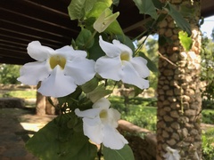 Thunbergia grandiflora