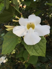 Thunbergia grandiflora