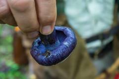 Cortinarius subsolitarius