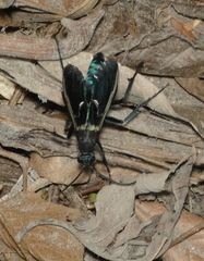 Pepsis decorata
