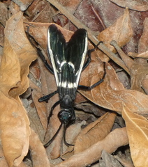 Pepsis decorata