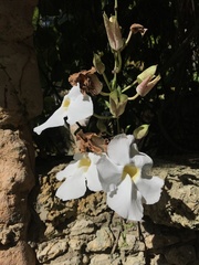 Thunbergia grandiflora