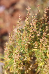 Haloragis gossei gossei