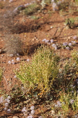 Haloragis gossei gossei