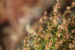 Haloragis gossei gossei