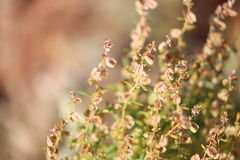 Haloragis gossei gossei