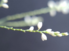 Polygonella gracilis