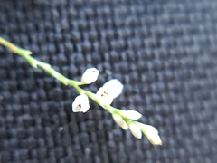 Polygonella gracilis