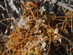 Cuscuta pacifica pacifica