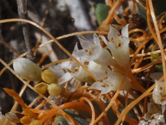 Cuscuta pacifica pacifica