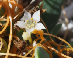 Cuscuta pacifica pacifica