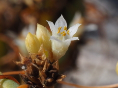 Cuscuta pacifica pacifica
