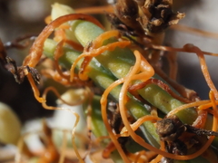 Cuscuta pacifica pacifica