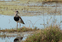Vanellus chilensis