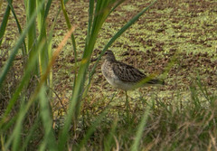 Calidris melanotos