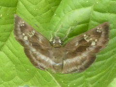 Quadrus cerialis