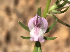 Misopates