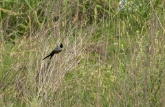 Tyrannus savana