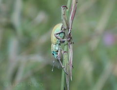 Naupactus auripes