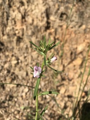 Misopates