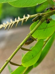 Enchenopa squamigera