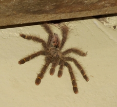 Avicularia rufa