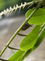 Enchenopa squamigera