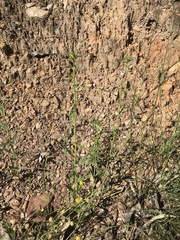 Misopates