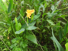 Canna flaccida