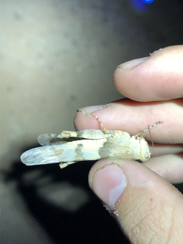 California Band-Winged Grasshopper