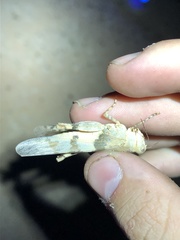 Trimerotropis californica