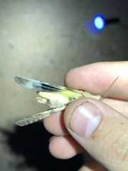 Trimerotropis californica