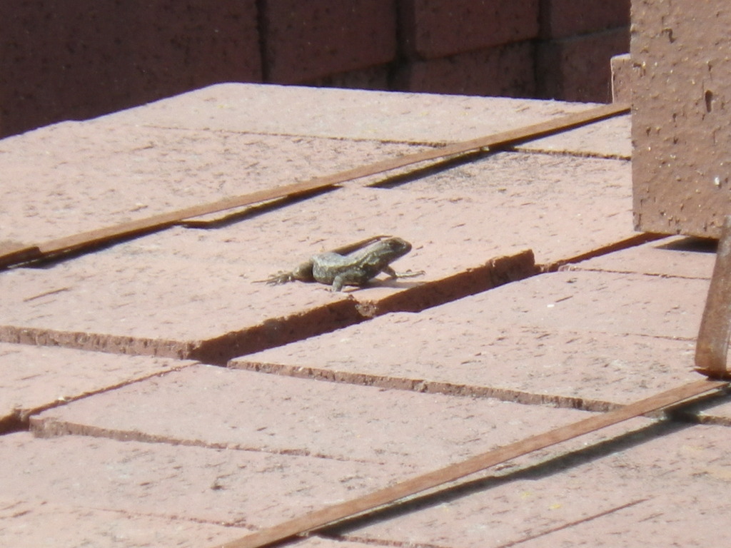 Northwestern Fence Lizard