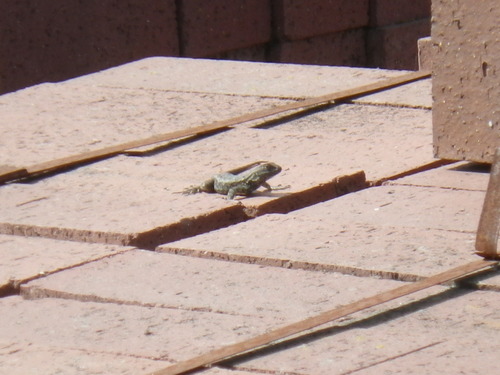 Northwestern Fence Lizard