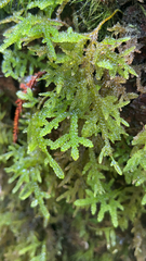 Camptochaete arbuscula