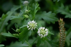 Acicarpha tribuloides