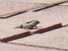 Sceloporus occidentalis occidentalis