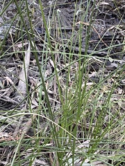 Carex tereticaulis