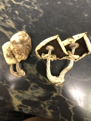 Agaricus albolutescens