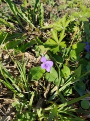 Viola