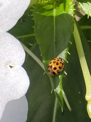 Harmonia axyridis